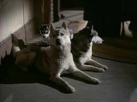 Click to watch 'The Wild Bunch' (popup) Due South